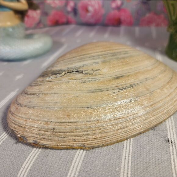 DECOUPAGE CLAM SHELL DECOUPAGE SNOWFLAKES ON A CLAM SHELL TRINKET DISH - Picture 10 of 10